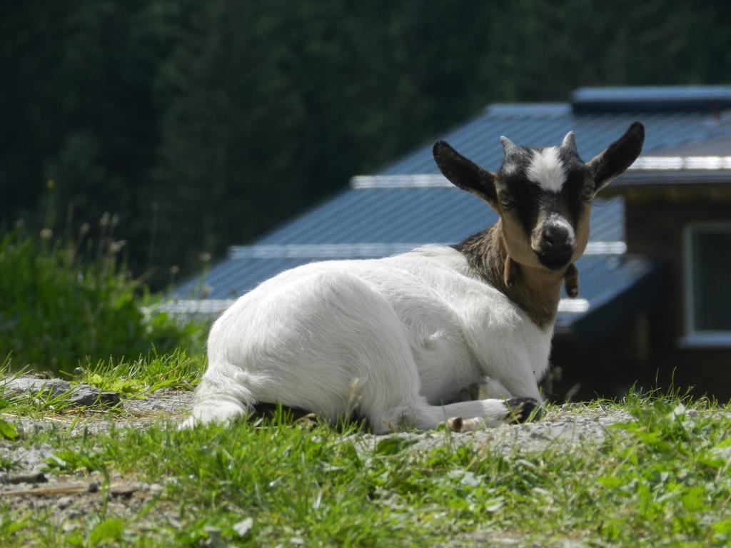 Blasbichlerhof Рамзау ам Дахщайн Екстериор снимка
